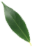 animated falling leaf 1